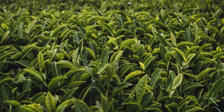 a guide to tea processing