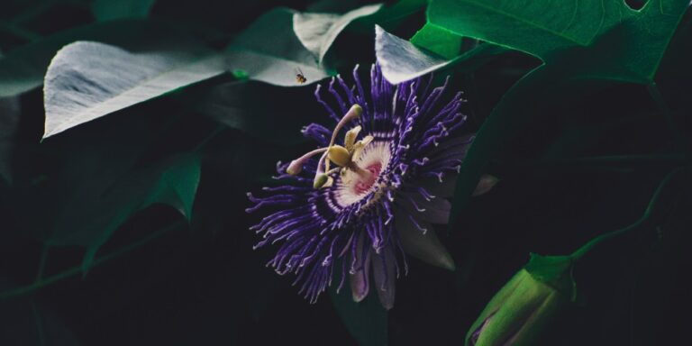 passion flower and anxiety
