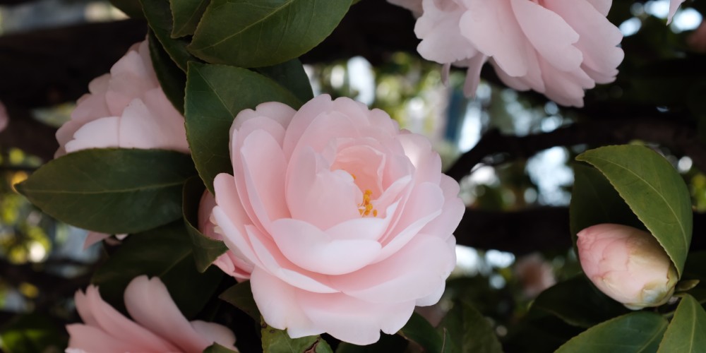 camellia bush